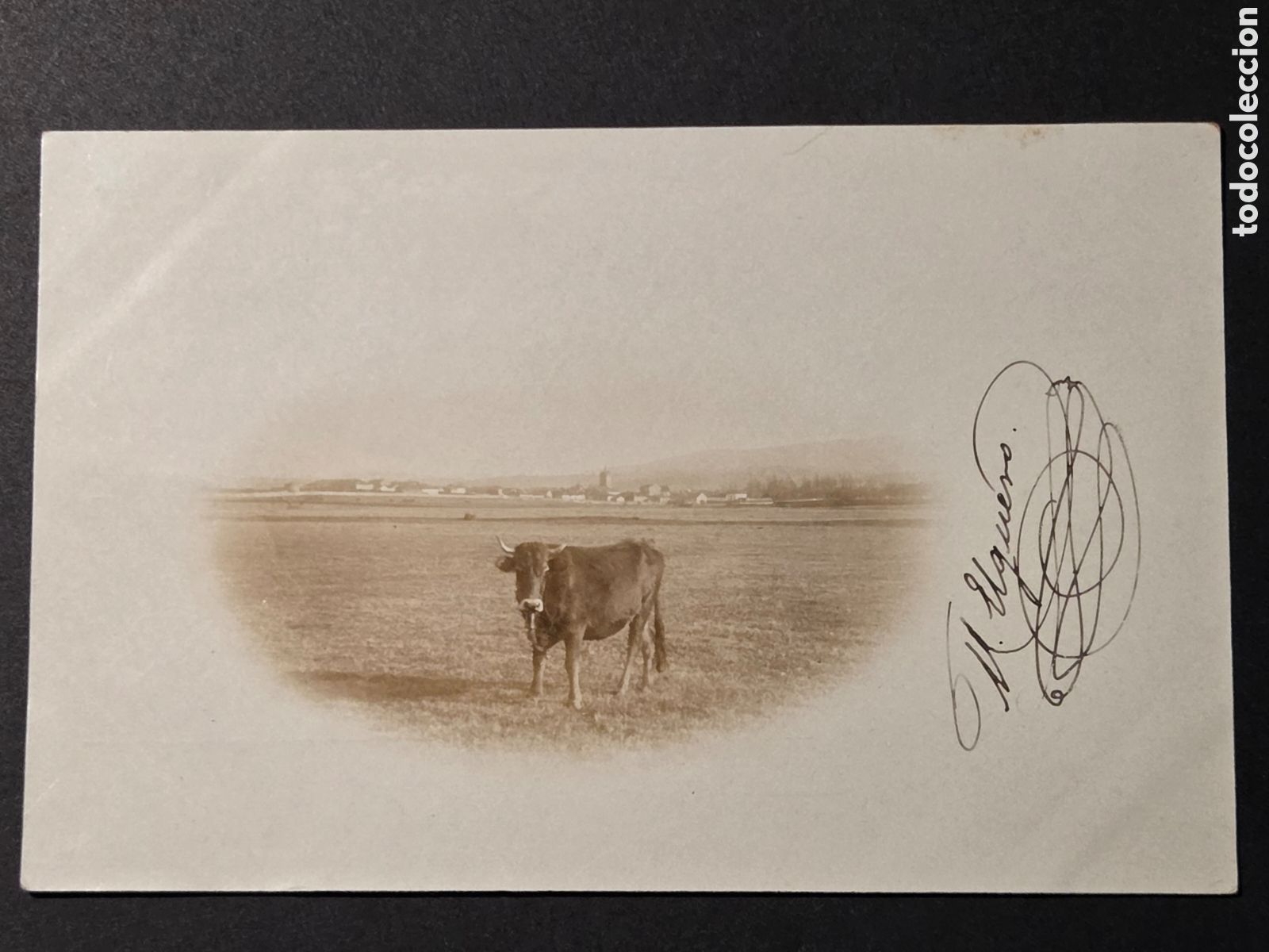 Postales: TARJETA POSTAL FOTOGR&Aacute;FICA VACA, Circa 1900