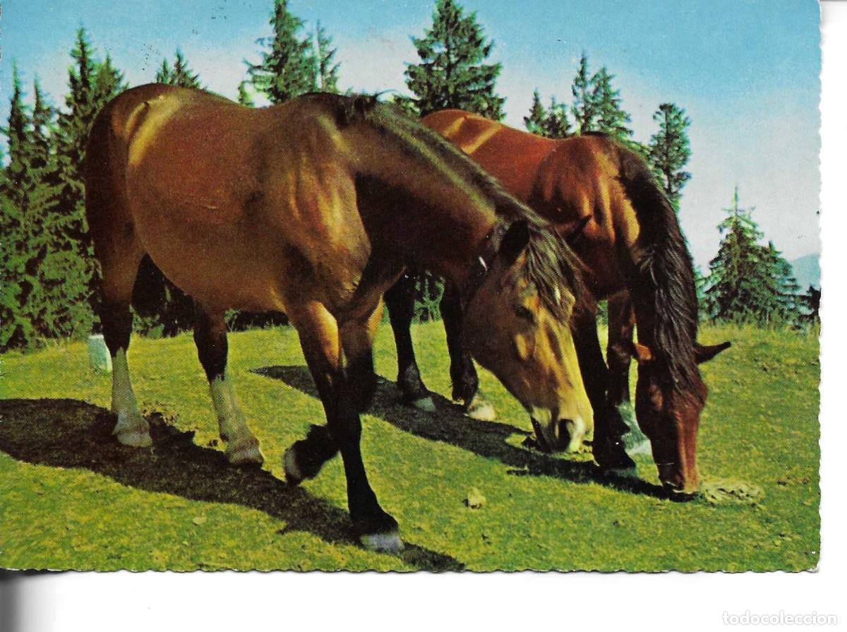 Postales: &rdquo;Caballos paciendo &rdquo;oderna postal fotogr&aacute;fica AAlemana 1970s. 10 x 15 cms.