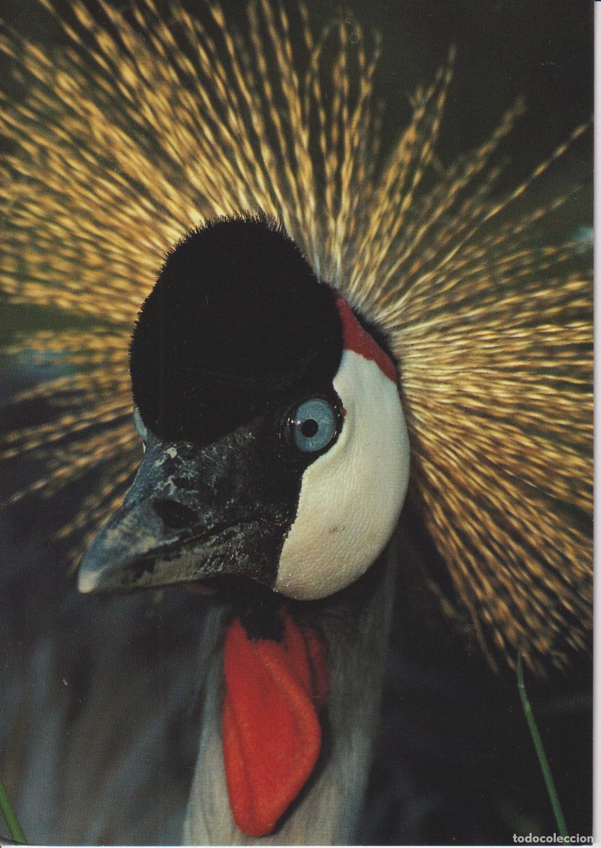 Postales: POSTAL LA GRULLA CORONADA / KORONGO (IN SWAHILI) &ndash; NGORONGO &ndash; S/C