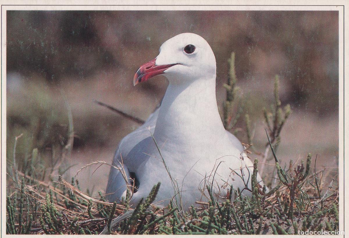 Postales: GAVINA CORSA, OCELLS DEL DELTA DE L'EBRE &ndash; WILDLIFE &ndash; S/C