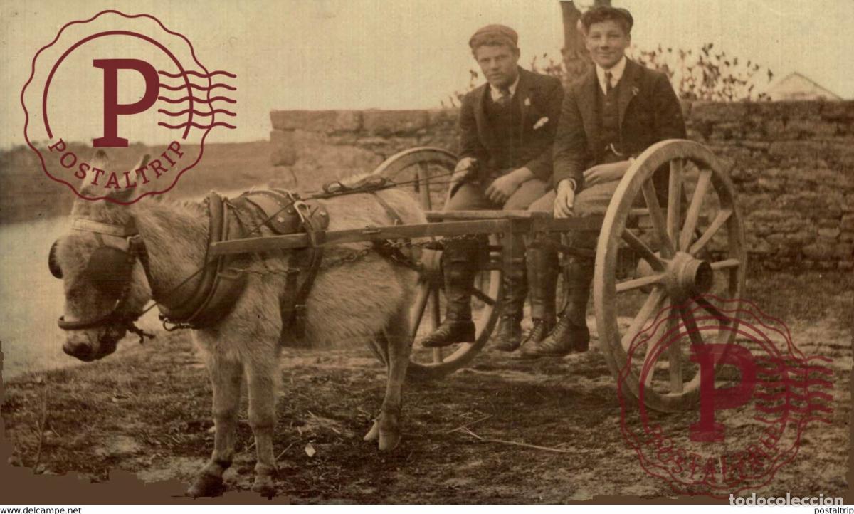 Postales: RPPC TRANSPORT TRANSPORTE BURROS DONKEYS &Acirc;NES ANIMALES ANIMALS LEX ANIMAUX