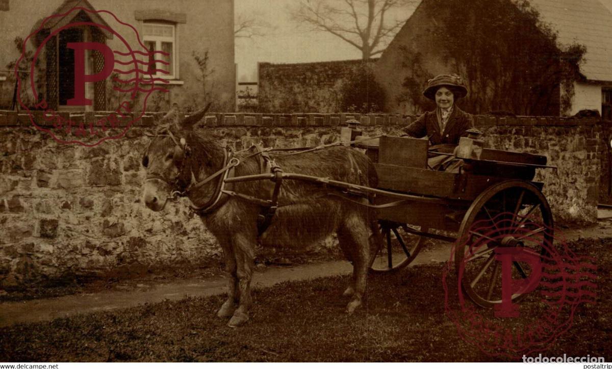 Postales: RPPC TRANSPORT TRANSPORTE BURROS DONKEYS &Acirc;NES ANIMALES ANIMALS LEX ANIMAUX
