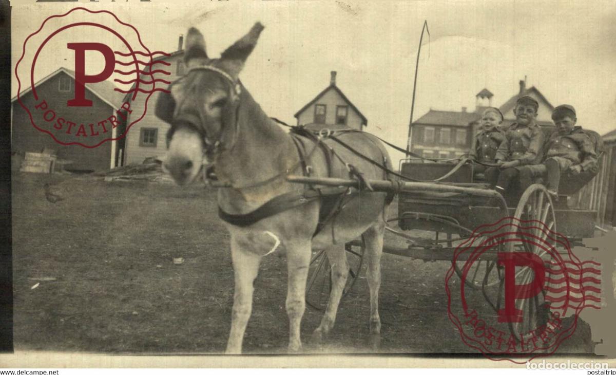 Postales: RPPC TRANSPORT TRANSPORTE BURROS DONKEYS &Acirc;NES ANIMALES ANIMALS LEX ANIMAUX