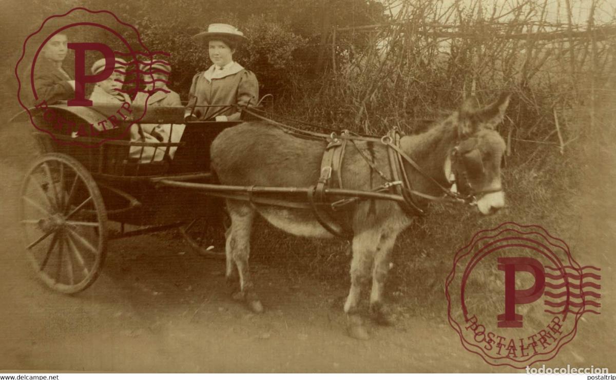 Postales: RPPC TRANSPORT TRANSPORTE BURROS DONKEYS &Acirc;NES ANIMALES ANIMALS LEX ANIMAUX