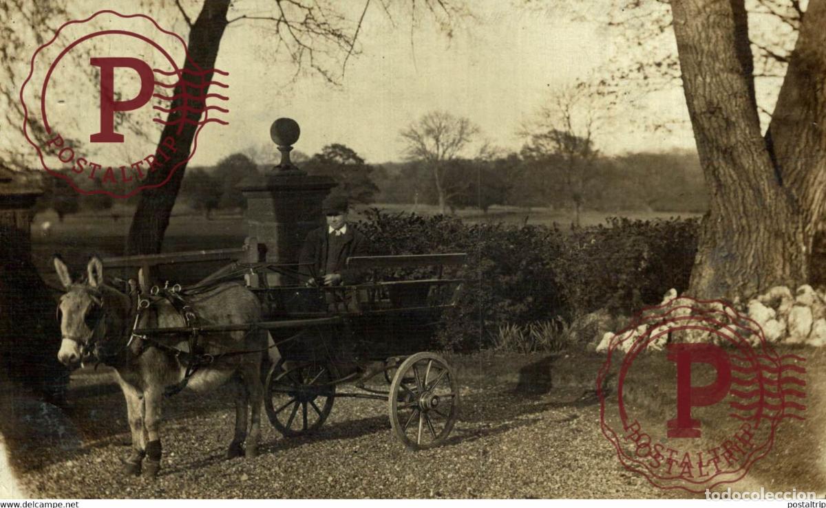 Postales: RPPC TRANSPORT TRANSPORTE BURROS DONKEYS &Acirc;NES ANIMALES ANIMALS LEX ANIMAUX