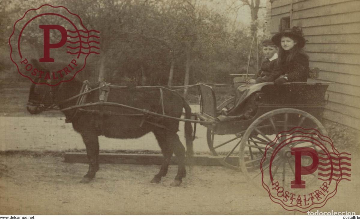 Postales: RPPC TRANSPORT TRANSPORTE BURROS DONKEYS &Acirc;NES ANIMALES ANIMALS LEX ANIMAUX