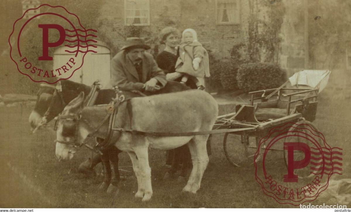 Postales: RPPC TRANSPORT TRANSPORTE BURROS DONKEYS &Acirc;NES ANIMALES ANIMALS LEX ANIMAUX