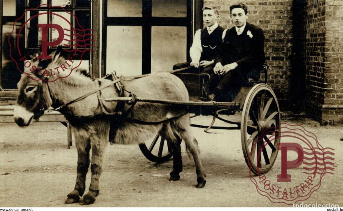 Postales: RPPC TRANSPORT TRANSPORTE BURROS DONKEYS &Acirc;NES ANIMALES ANIMALS LEX ANIMAUX