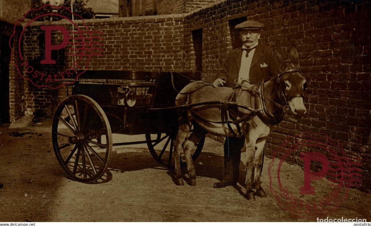 Postales: RPPC TRANSPORT TRANSPORTE BURROS DONKEYS &Acirc;NES ANIMALES ANIMALS LEX ANIMAUX