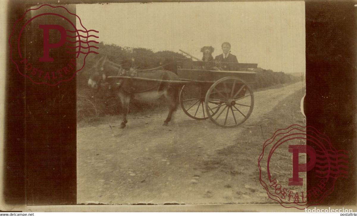 Postales: RPPC TRANSPORT TRANSPORTE BURROS DONKEYS &Acirc;NES ANIMALES ANIMALS LEX ANIMAUX