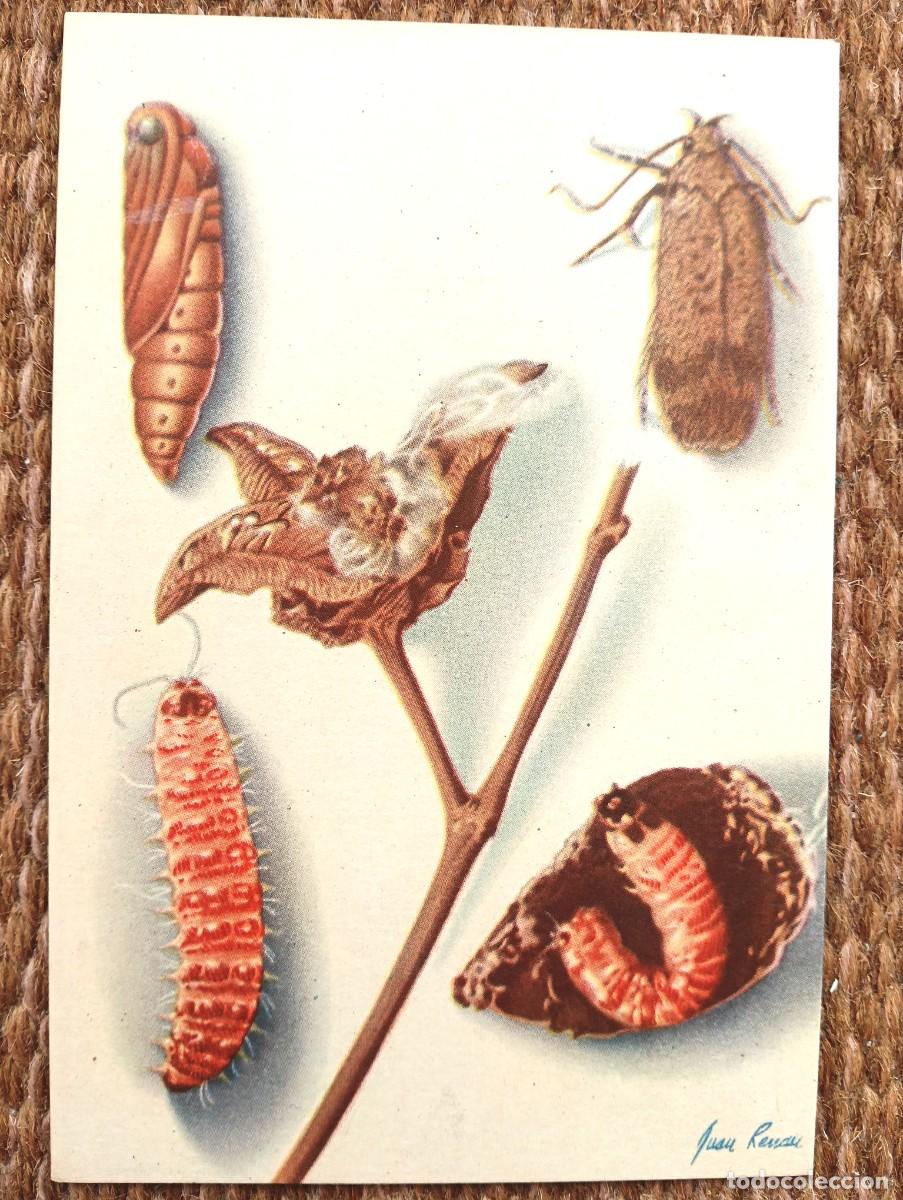 Postales: DEFENSA SANITARIA DE LOS CULTIVOS - JUAN RENAU - ESTACION FITOPATOLOGICA AGRICOLA DE BURJASOT