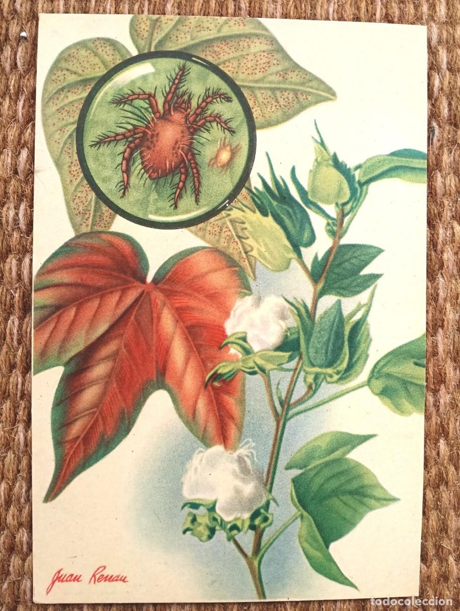 Postales: DEFENSA SANITARIA DE LOS CULTIVOS - JUAN RENAU - ESTACION FITOPATOLOGICA AGRICOLA DE BURJASOT