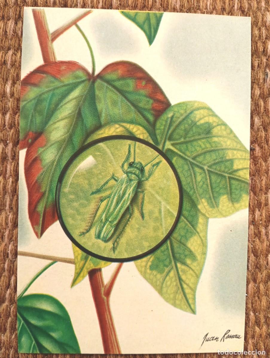 Postcards: DEFENSA SANITARIA DE LOS CULTIVOS - JUAN RENAU - ESTACION FITOPATOLOGICA AGRICOLA DE BURJASOT