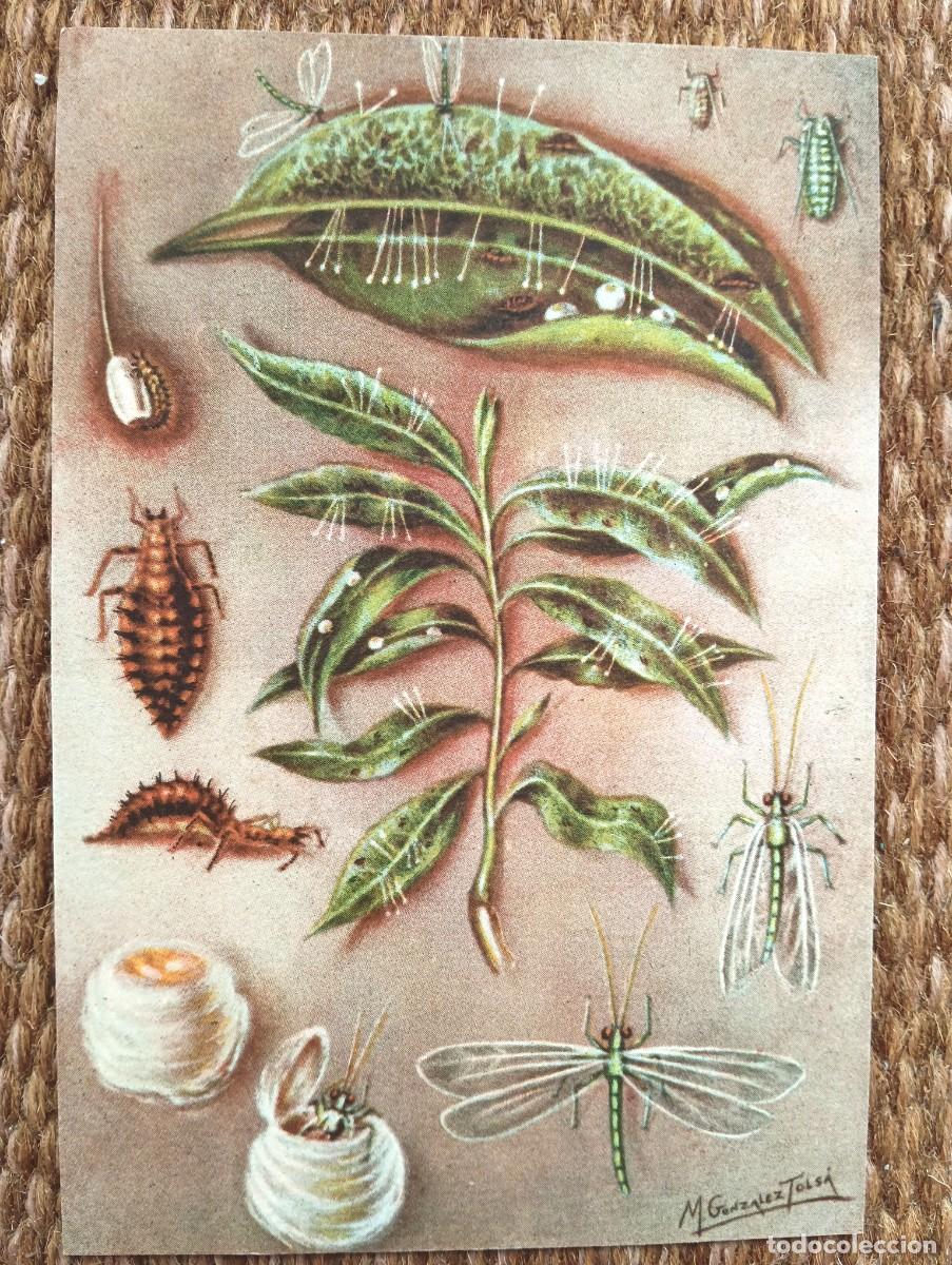Postcards: DEFENSA SANITARIA DE LOS CULTIVOS - M. GONZALEZ TOLSA - ESTACION FITOPATOLOGICA AGRICOLA DE BURJASOT