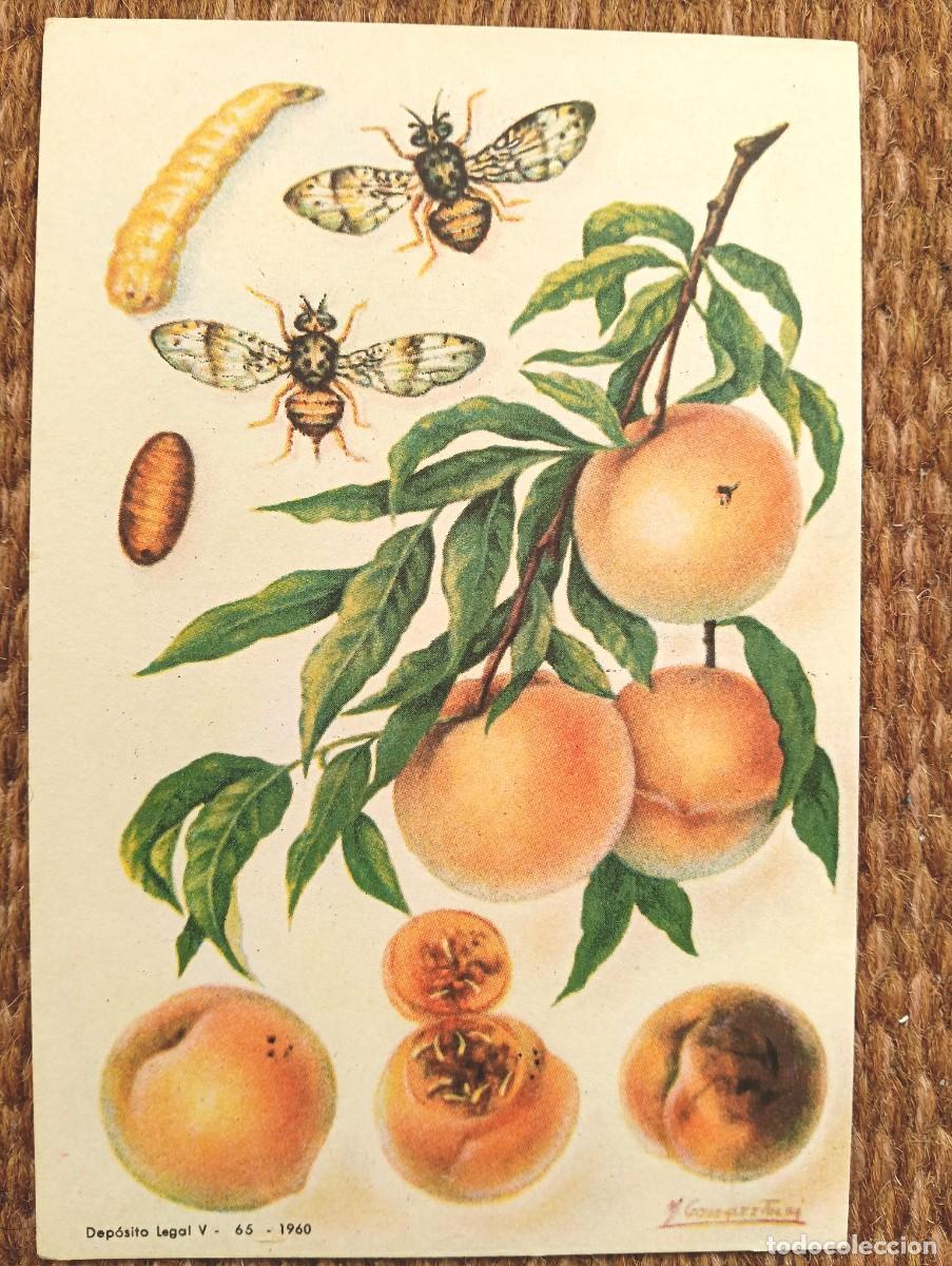 Postcards: DEFENSA SANITARIA DE LOS CULTIVOS - M. GONZALEZ TOLSA - ESTACION FITOPATOLOGICA AGRICOLA DE BURJASOT