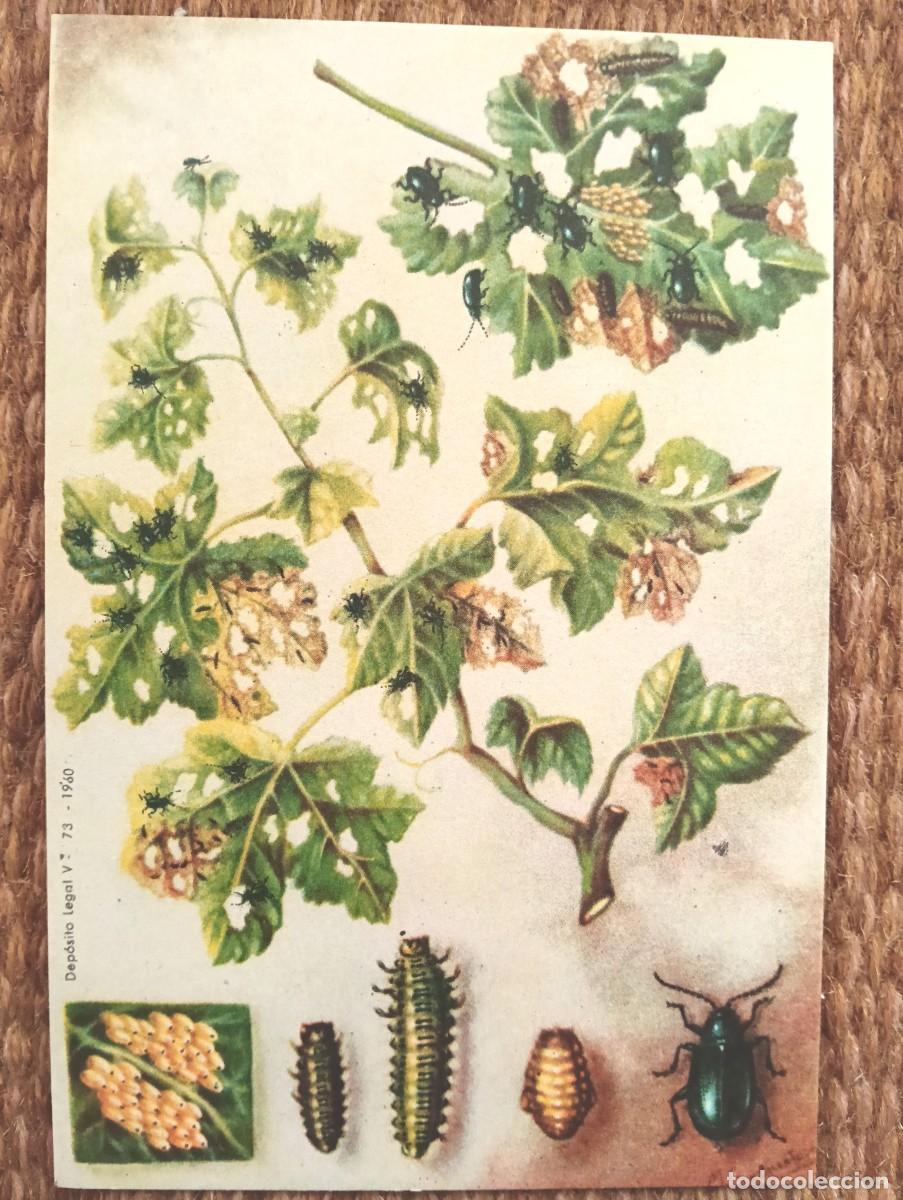 Postcards: DEFENSA SANITARIA DE LOS CULTIVOS - M. GONZALEZ TOLSA - ESTACION FITOPATOLOGICA AGRICOLA DE BURJASOT