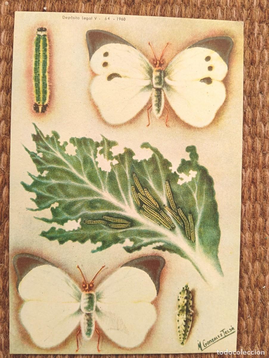 Postcards: DEFENSA SANITARIA DE LOS CULTIVOS - M. GONZALEZ TOLSA - ESTACION FITOPATOLOGICA AGRICOLA DE BURJASOT