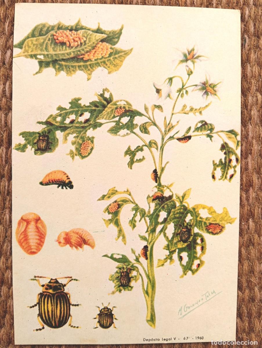 Postcards: DEFENSA SANITARIA DE LOS CULTIVOS - M. GONZALEZ TOLSA - ESTACION FITOPATOLOGICA AGRICOLA DE BURJASOT