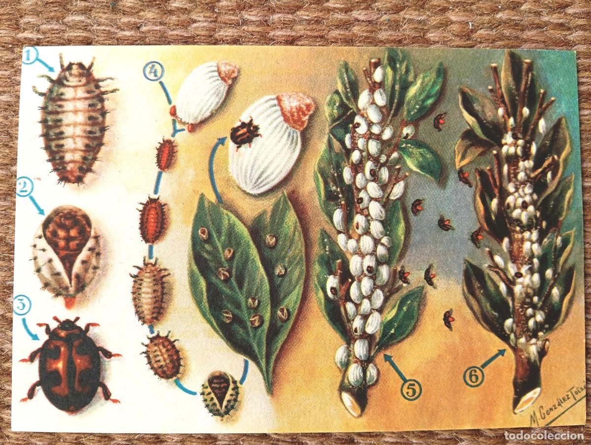 Postcards: DEFENSA SANITARIA DE LOS CULTIVOS - M. GONZALEZ TOLSA - ESTACION FITOPATOLOGICA AGRICOLA DE BURJASOT