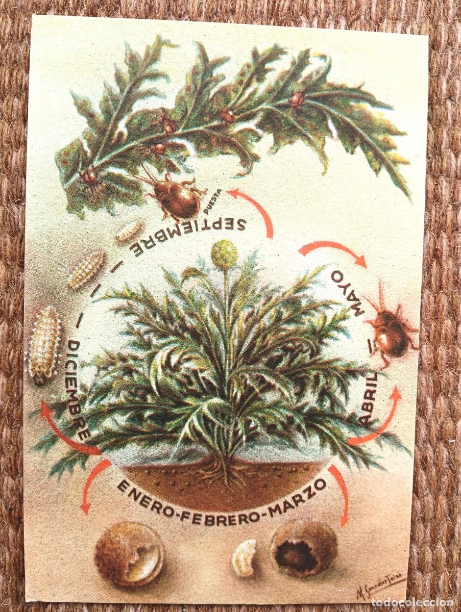 Postales: DEFENSA SANITARIA DE LOS CULTIVOS - M. GONZALEZ TOLSA - ESTACION FITOPATOLOGICA AGRICOLA DE BURJASOT