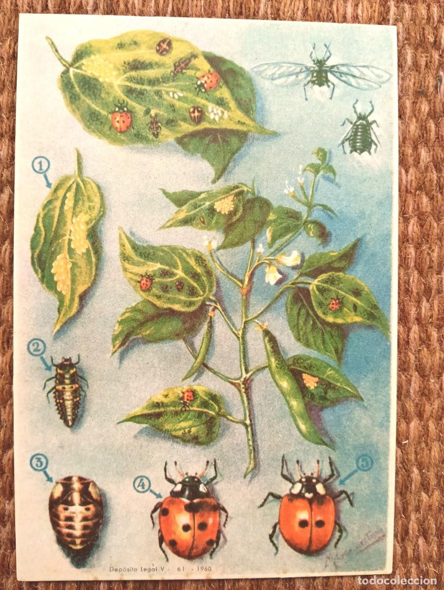 Postales: DEFENSA SANITARIA DE LOS CULTIVOS - M. GONZALEZ TOLSA - ESTACION FITOPATOLOGICA AGRICOLA DE BURJASOT
