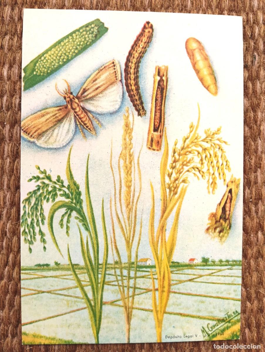 Postales: DEFENSA SANITARIA DE LOS CULTIVOS - M. GONZALEZ TOLSA - ESTACION FITOPATOLOGICA AGRICOLA DE BURJASOT