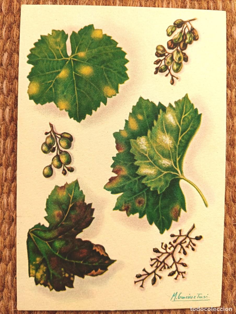Postales: DEFENSA SANITARIA DE LOS CULTIVOS - M. GONZALEZ TOLSA - ESTACION FITOPATOLOGICA AGRICOLA DE BURJASOT