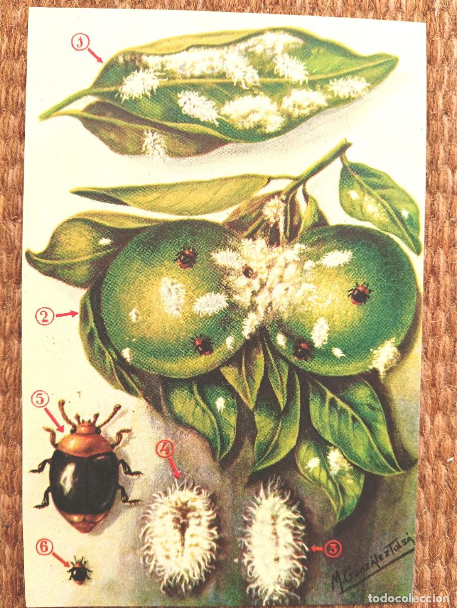 Postales: DEFENSA SANITARIA DE LOS CULTIVOS - M. GONZALEZ TOLSA - ESTACION FITOPATOLOGICA AGRICOLA DE BURJASOT