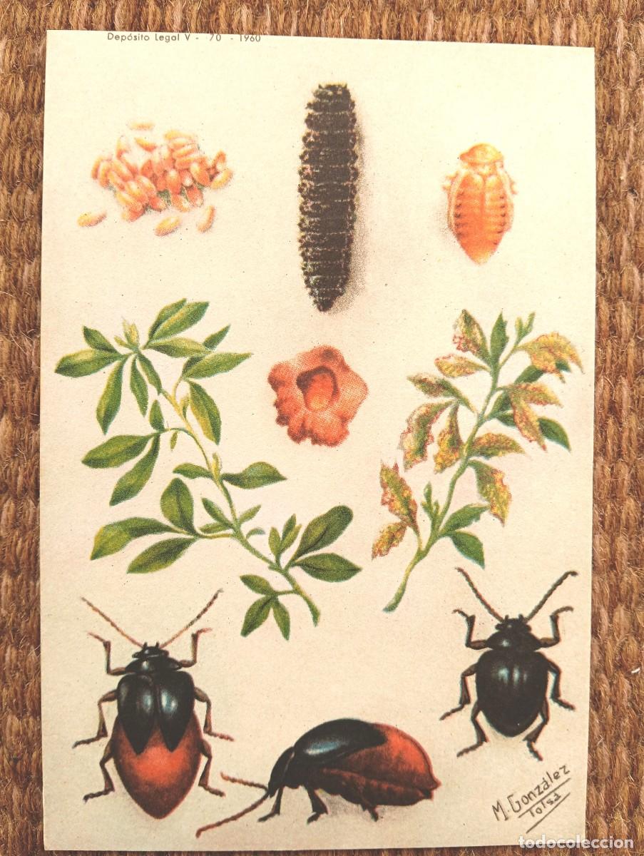 Postales: DEFENSA SANITARIA DE LOS CULTIVOS - M. GONZALEZ TOLSA - ESTACION FITOPATOLOGICA AGRICOLA DE BURJASOT