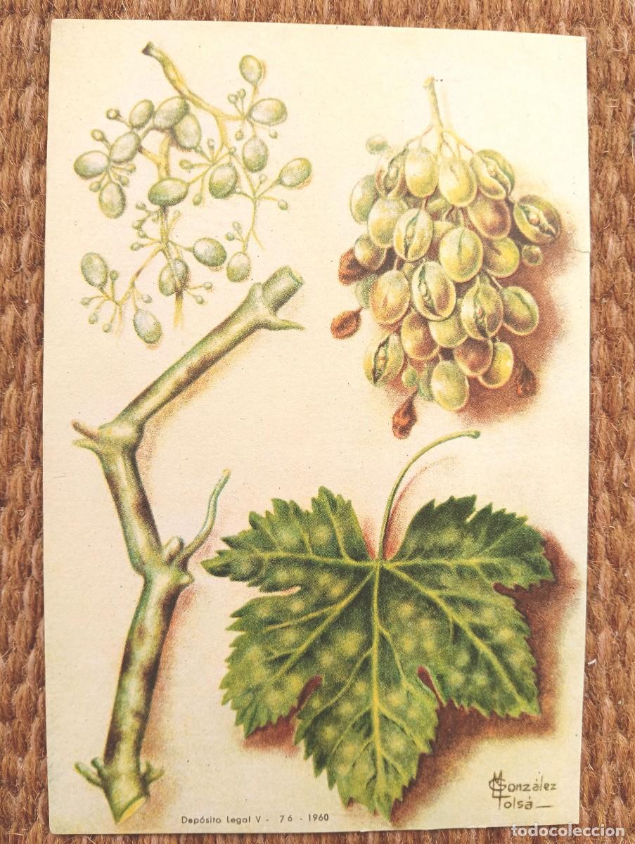 Postales: DEFENSA SANITARIA DE LOS CULTIVOS - M. GONZALEZ TOLSA - ESTACION FITOPATOLOGICA AGRICOLA DE BURJASOT