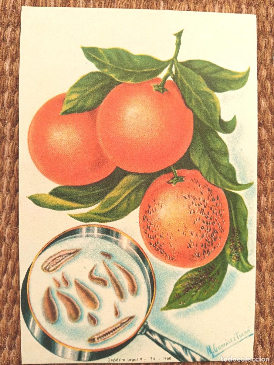 Postales: DEFENSA SANITARIA DE LOS CULTIVOS - M. GONZALEZ TOLSA - ESTACION FITOPATOLOGICA AGRICOLA DE BURJASOT