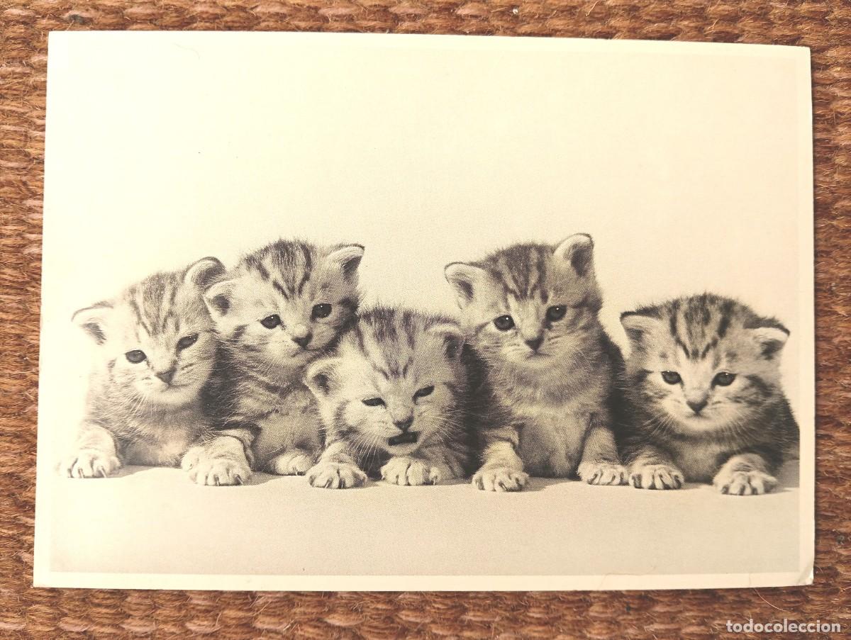 Postales: GATITOS - PUSSYTIGERS - STEPHE BRUIN