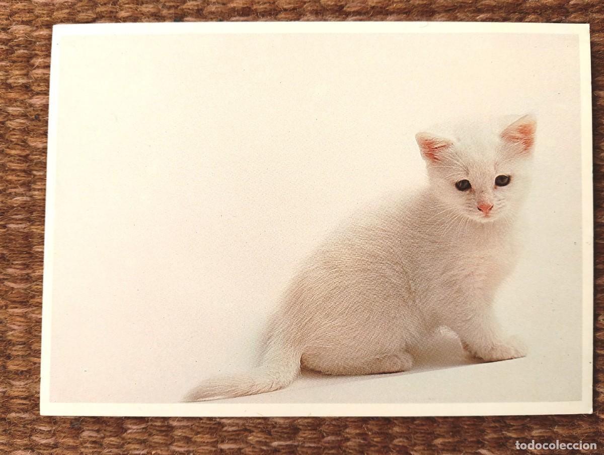 Postales: GATITO BLANCO - PHOTODESING JAN LENS
