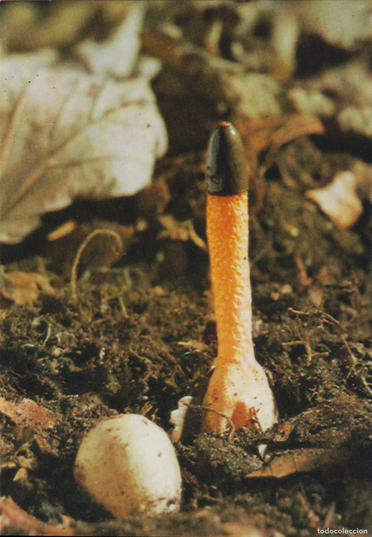 Postales: POSTAL SETA DE LAS BRUJAS FALO HEDIONDO (PHALLUS IMPUDICUS) - BRITISH MUSEUM LONDRES