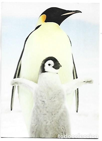 Postales: &rdquo; PENGUIN AND CHICK &rdquo; - PINGUINOS