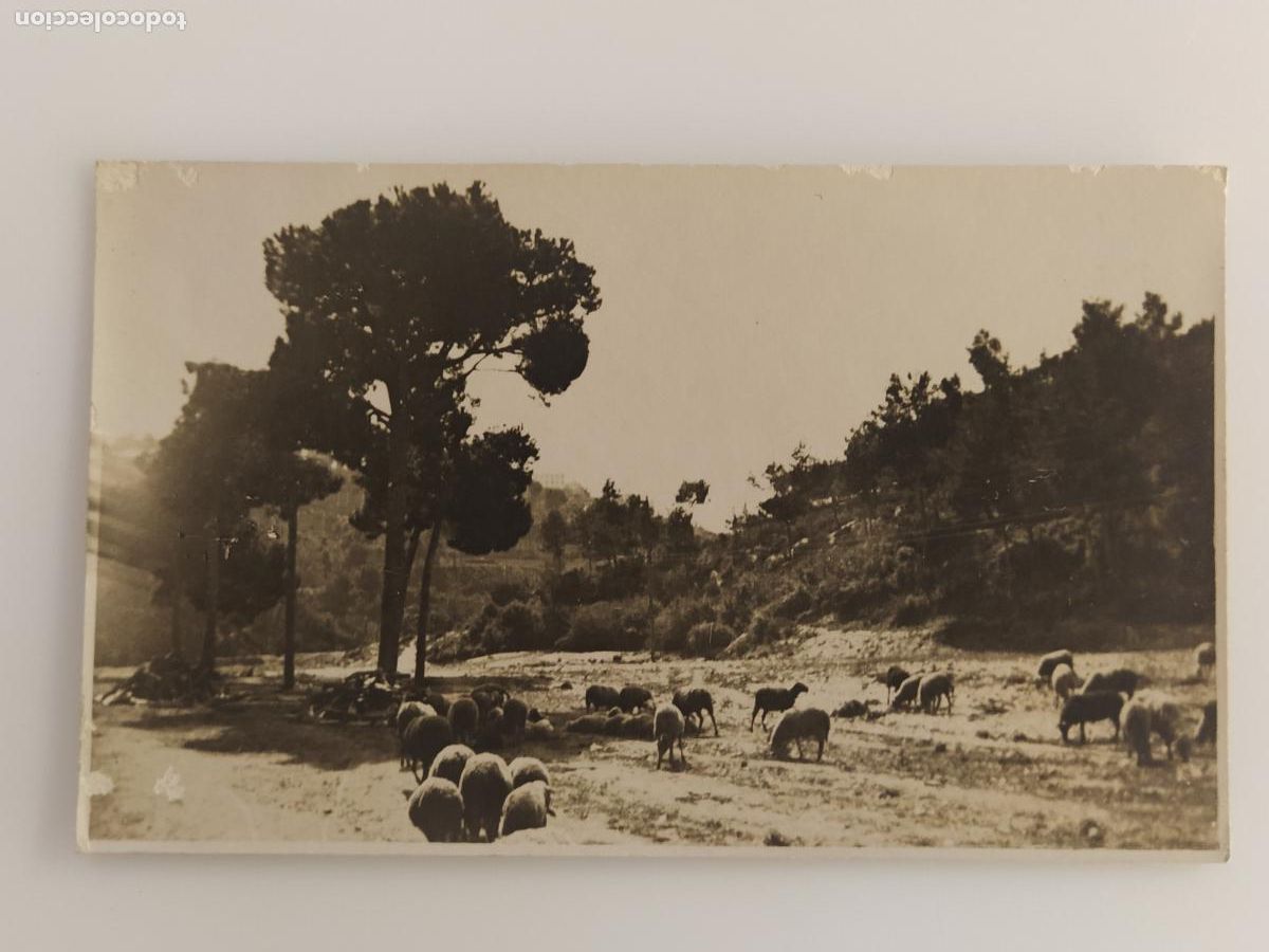 Postales: REBA&Ntilde;O DE OVEJAS - FOTOGRAFICA - POSTAL ANTIGUA -(116.313)