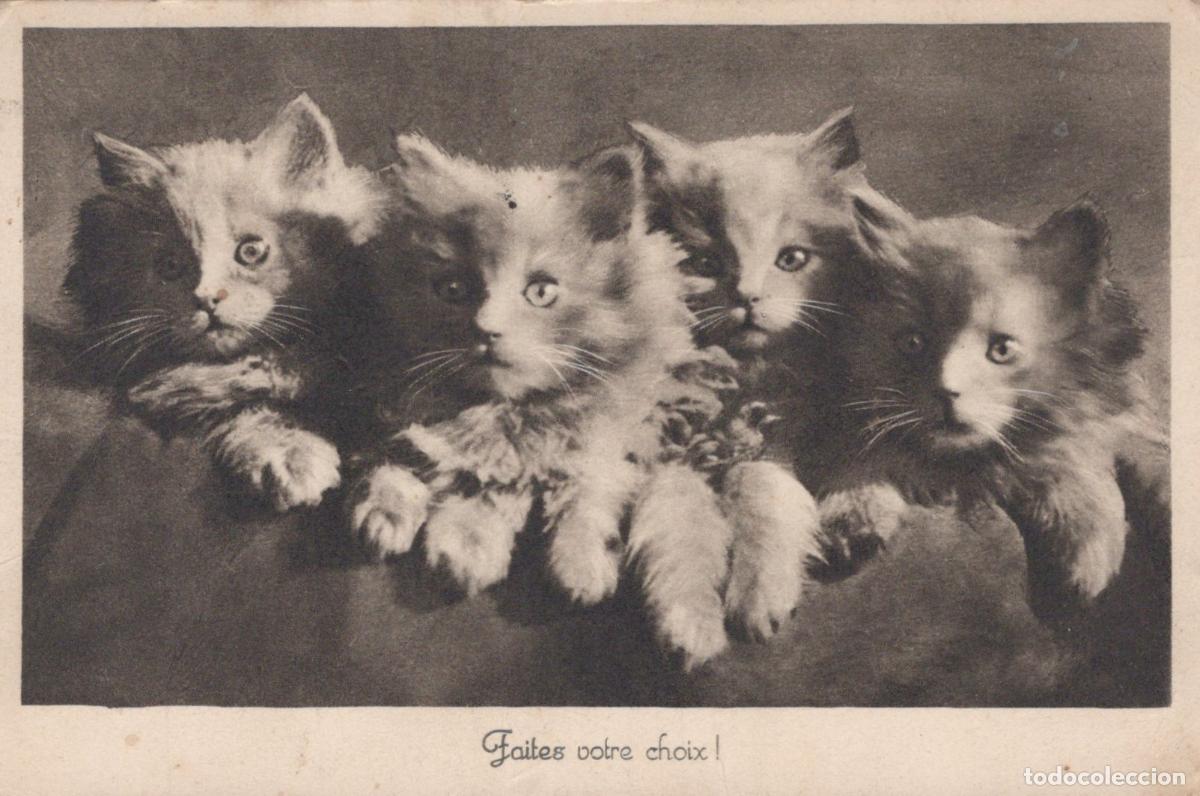 Postales: Chats Chatons Fantaisie Animaux Unposted *YAA686