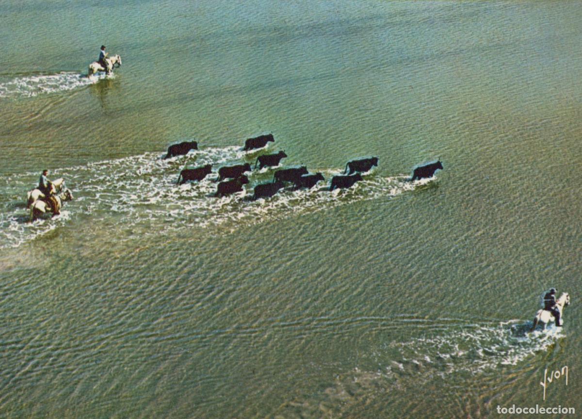 Postales: France Camargue Gardians Taureaux Traversant L Eau *YAB148