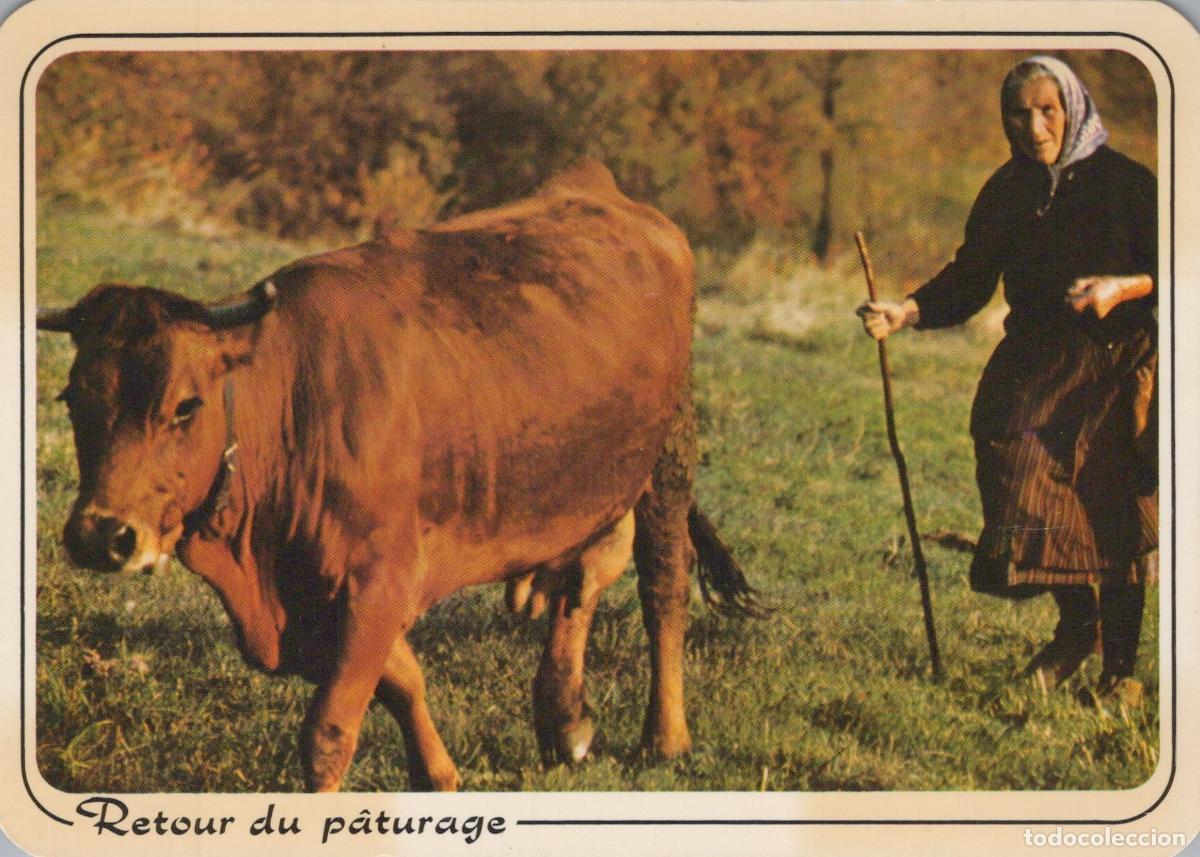Postales: France Campagne Sc&egrave;ne Rurale Femme et Vache Rentrant du Unposted *YAB191