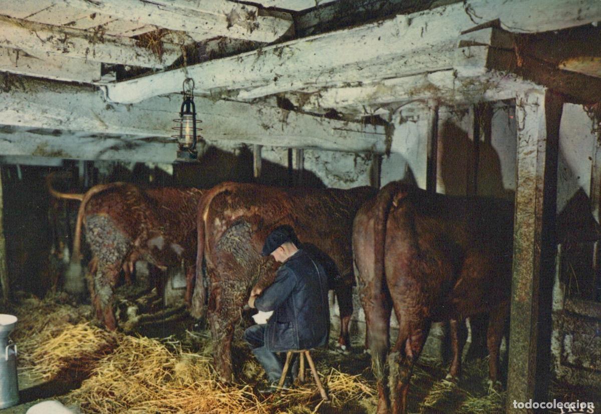 Postales: Agriculture Stable Farmer Feeding Cattle and Horses *YAB222