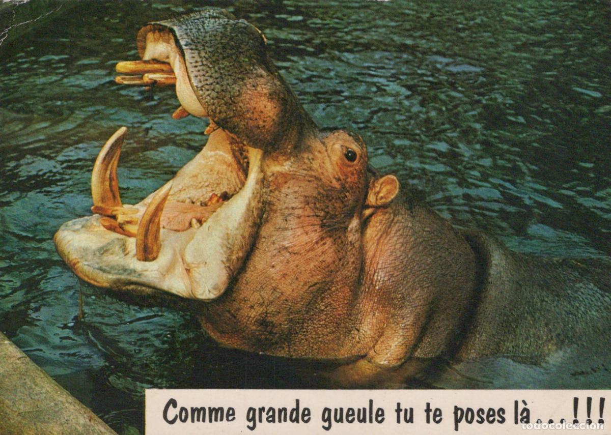 Postales: France Animal Hippopotame Gueule Ouverte en Eau Carte Humoristique 1976 *YAB281