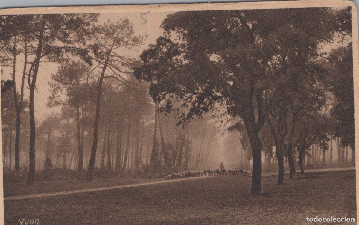 Postales: France L&eacute;on Landes de Gascogne Paysage Forestier Brumeux Berger Moutons *YAB401