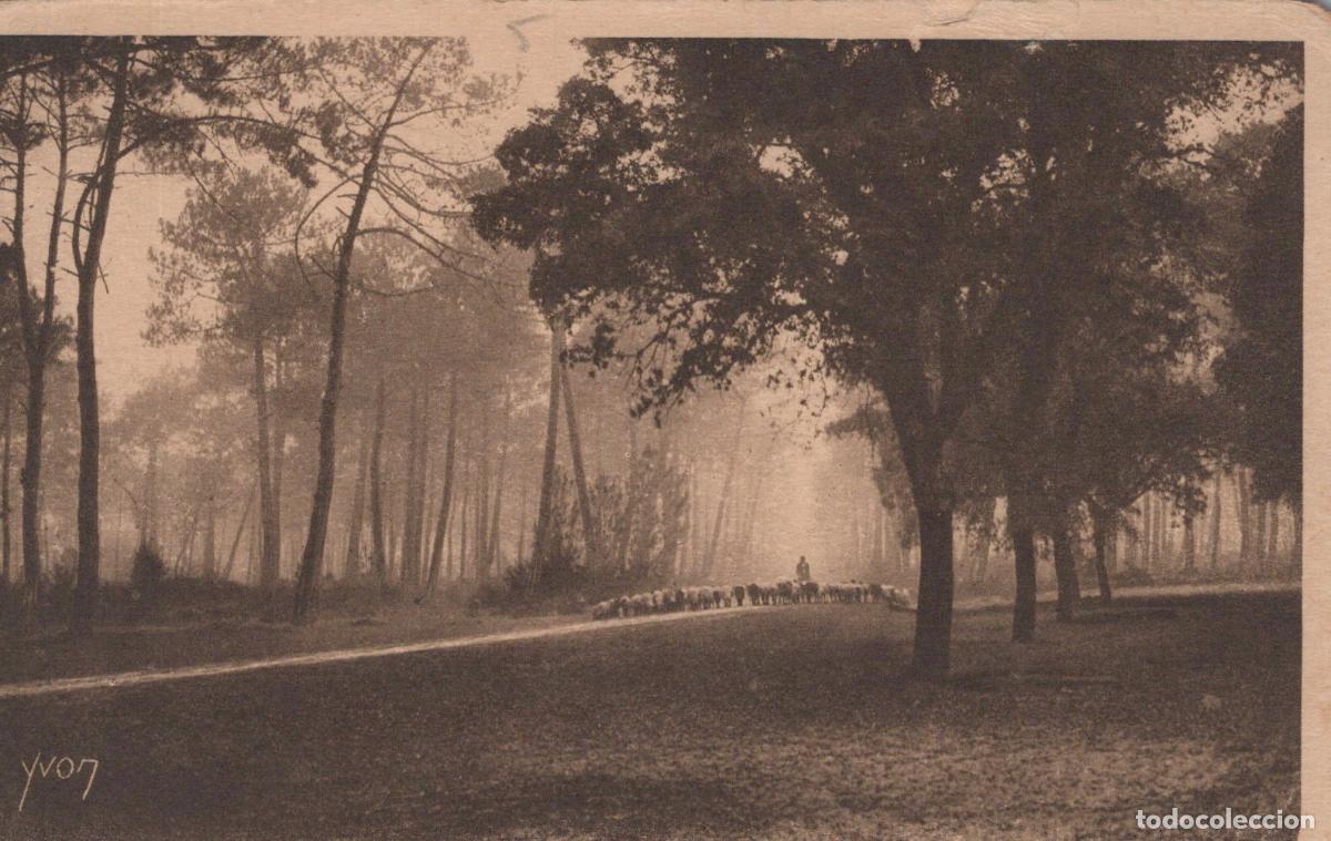 Postales: France L&eacute;on Landes Gascogne For&ecirc;t Troupeau Moutons Route Vieille Saint *YAB392