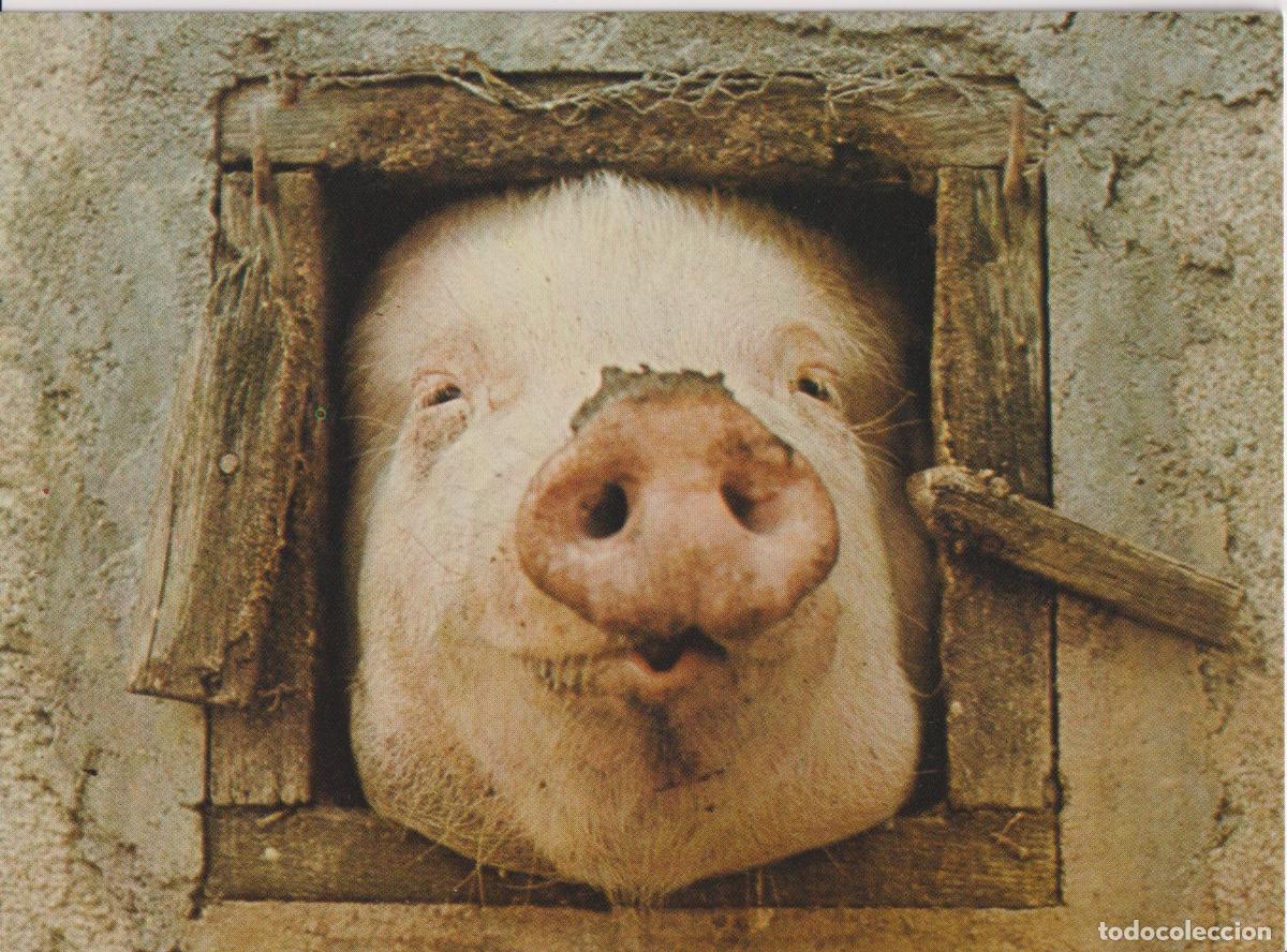 Postales: CARA DE CERDO - FOTOGRAF&Iacute;A DE SIMON GUDGEON - ATHENA INTERNATIONAL 9160 - S/C