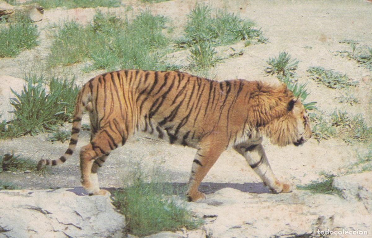 Postales: France Faune Sauvage Tigre Carnivore en Marche Unposted *YAE347