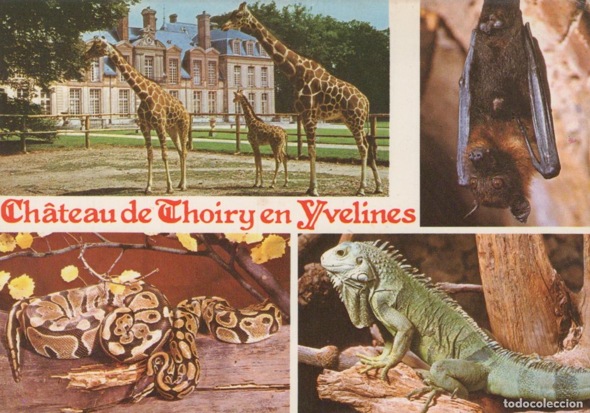Postales: France Thoiry Ch&acirc;teau et Parc Animalier Unposted *YAE526