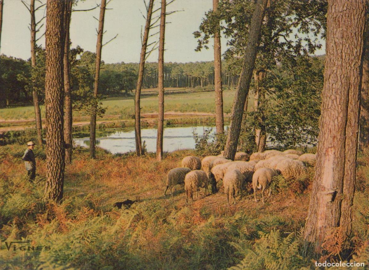 Postales: France Castets Paysage Rural Berger Troupeau Moutons Pin&egrave;de Unposted *YAE759
