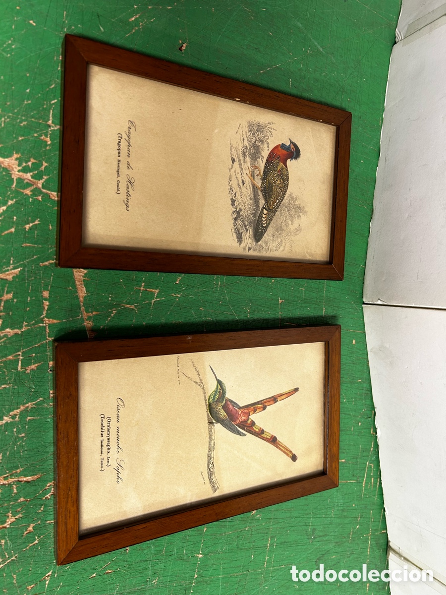 Postales: 2 CUADROS AVES TRAGOPAN TROCHILUS DIFERENTES
