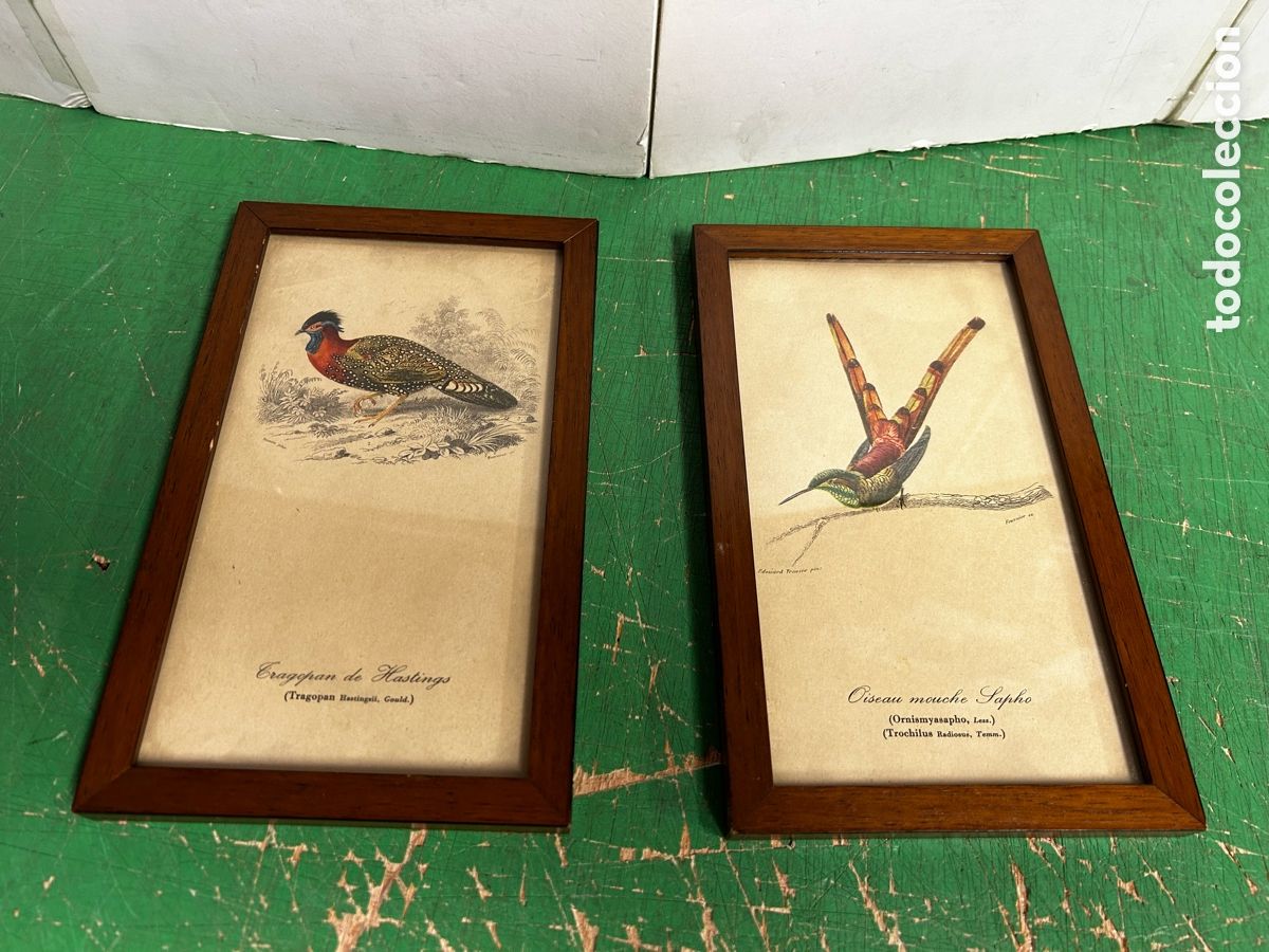 Postales: 2 CUADROS AVES TRAGOPAN TROCHILUS DIFERENTES