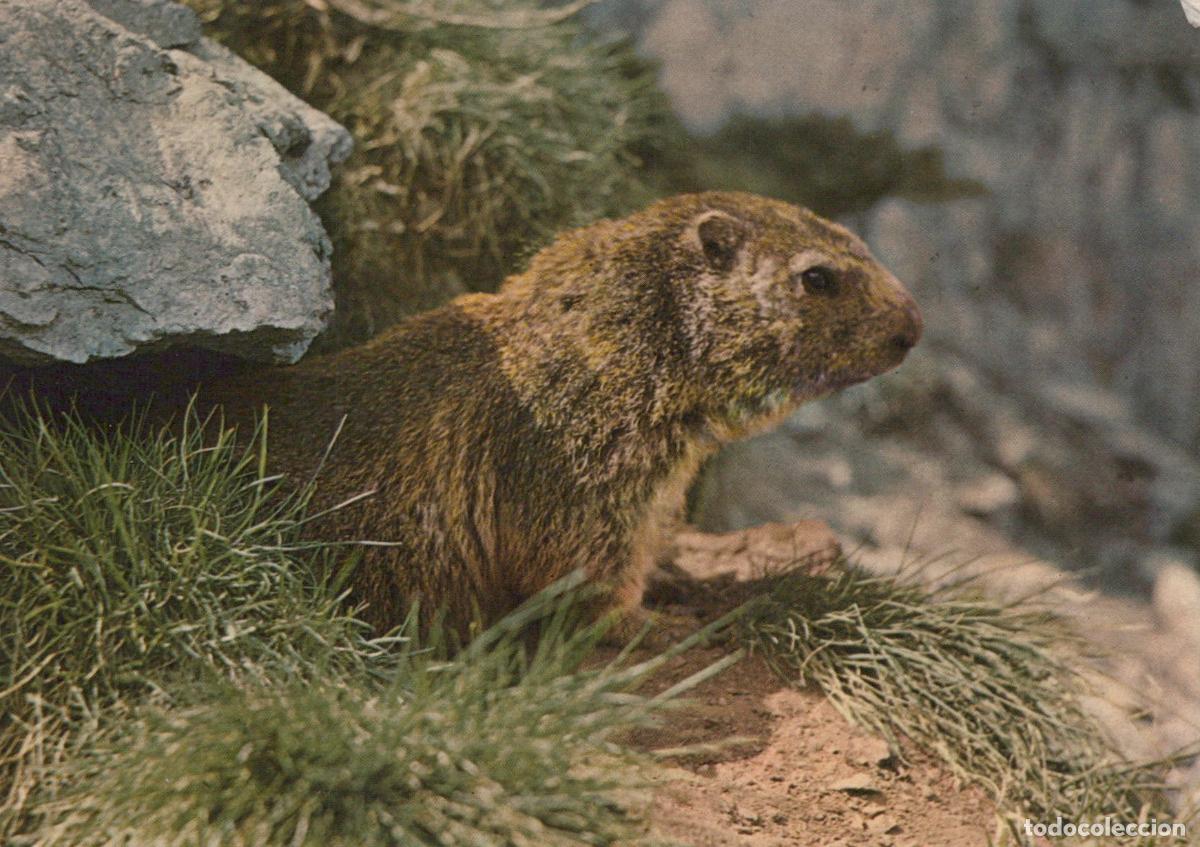 Postales: France Bourg D Oisans Marmotte des R&eacute;serves Alpines Faune Montagnarde *YAF296